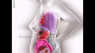 Deslocamento dos Órgãos Durante a Gestação