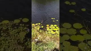 Dog attack by crocodile in belize