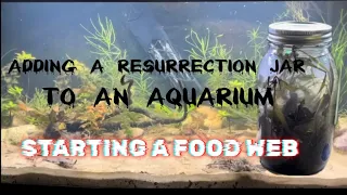 Adding A Resurrection Jar To An Aquarium: Starting A Food Web