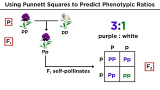 Mendelian Genetics and Punnett Squares