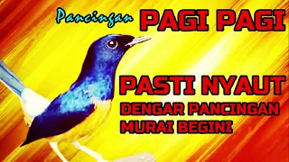 PANCINGAN PAGI PAGI❗❗ Murai Diam Pasti Nyaut Dengar Pancingan Murai Begini