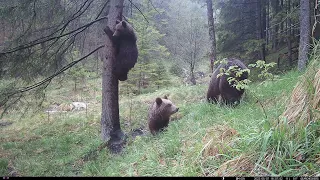 Family of brown bears in rain | Brown bear (Ursus arctos) | Trailcam OXE Viper