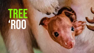 Baby Joy as Rare Tree Kangaroo is Born at Chester Zoo for the First Time