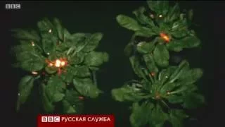 Ученые "услышали" разговоры растений