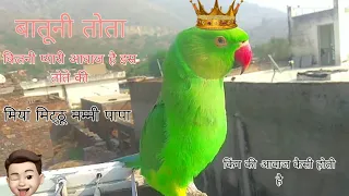 Parrot Cross Jora Green Parrot Video