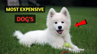 🐶 MOST EXPENSIVE DOG'S IN THE WORLD. 🐕 #shorts #dog #facts #animals #love