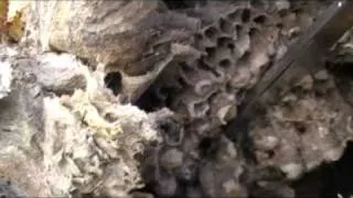 Wasps nest..whats in a box