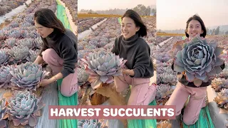 Harvest succulents | 多肉植物 | 다육이들 | Suculentas