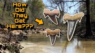 Finding FOSSILIZED sharks teeth 100+ miles from the coast!