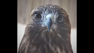 How Cool are Red-tailed Hawks? Rocky Mountain Raptor Program