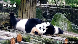 Мама-панда хочет постоянно обнимать и целовать своего ребенка|CCTV Русский