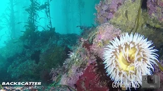 Underwater Test Footage - GoPro Hero 5