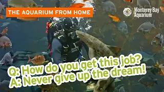 How do you get this job?! — Live Dive in the Kelp Forest | The Aquarium From Home