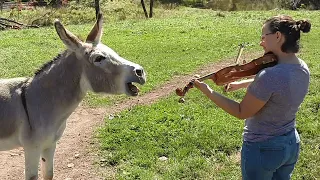 Donkey Loves Sound of Violin