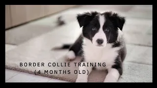 Border collie puppy training (4 months old)