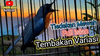 Tledekan Mewah Gacor Full isian|Tembakan dan variasi||Masteran tledekan/sulingan gacor