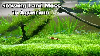 Growing Land Moss in Aquarium / Fish Tank Decoration Plants Landscaping- from senzeal.com