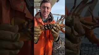 Maine egg bearing lobster!