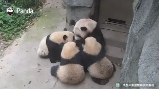 Мама панда занята она кормит малышей грудью|CCTV Русский