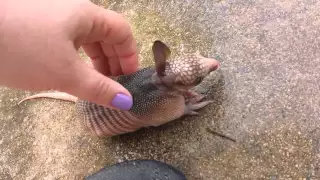 Orphaned baby armadillo discovered in backyard