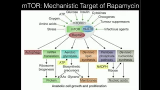 mTOR Part 1: Activation of mTOR and Overall Effects