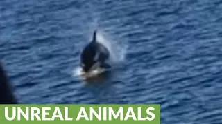 Killer whales come charging in for their dinner