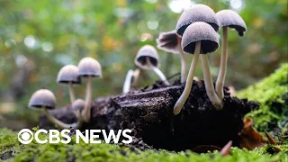 Oregon to open first psilocybin therapy treatment center in U.S.