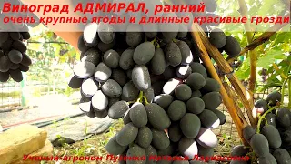 Виноград АДМИРАЛ ранний срок созревания, длинные красивые грозди и крупные ягоды, вкус фруктов