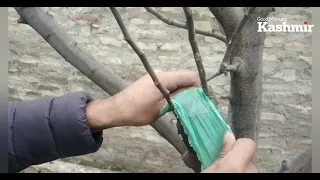 Grafting an apple tree in Kashmir