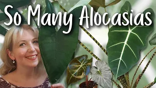 Alocasia Collection Tour | Alocasia Houseplant Tour