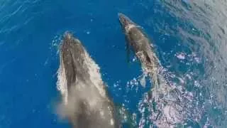 DJI - Up Close with the Whales of Tonga