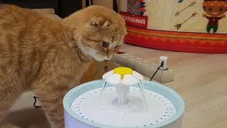 Кошка Фокси и фонтан |cat vs water fountain