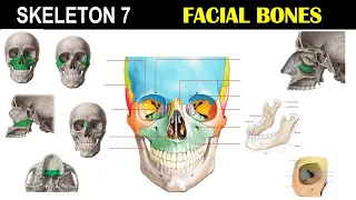 Facial Bones | Nasal Conchae | Eye Sockets | Mandible | Nasal Chambers | Dr Ghanshyam Jangid