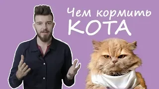 Как выбрать корм для кошки?