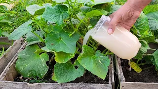 Cucumbers will quickly grow and yield a large harvest! Water them with this!