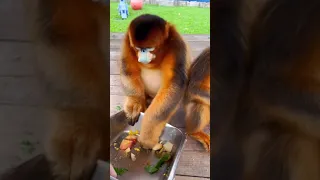 bite cute monkey monkey video 203