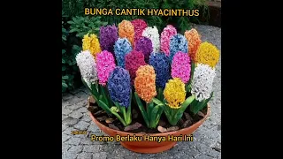 bunga hyacinthus