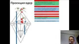 Ядра черепных нервов. лекция Челепно-мозговые нервы