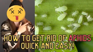 How To Get Rid Of Aphids From Houseplants Fast And Easy (Organic)