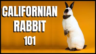 Californian Rabbit 101: All You Need To Know