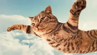Crazy cats -  Funny cats - Funny compilation of cats -  Reverse video