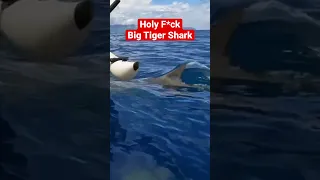 Tiger Shark rushes kayak in Hawaii