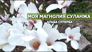 МАГНОЛИЯ СУЛАНЖА АЛЬБА СУПЕРБА |Моя Magnolia Alba Superba