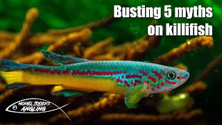 Myth busting - 5 die hard myths on killifish