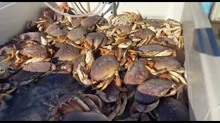 2023 Dungeness Crab Commercial Opener