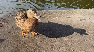 Daisy Duck is back - mother of the ducklings - video taken 12 days ago