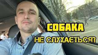 Собака реагує на перехожих, або інших собак