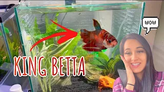 GETTING ANOTHER BETTA FISH! | Tank Setup + Vlog