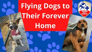 Flying Dogs From Euthanasia Shelters To Their Forever Homes!!