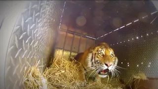 Extremely Rare video- Four Siberian Tigers Released into the wild